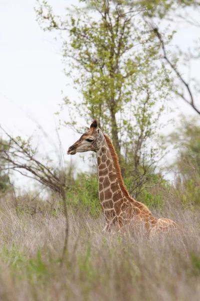 Unga Giraff Står Öppna Bush Safari Kruger National Park Sydafrika — Stockfoto