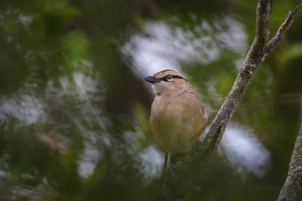 Tchagra Hnědého Korunovaného Ptáka Který Skrývá Hustém Stromě Kruger National — Stock fotografie