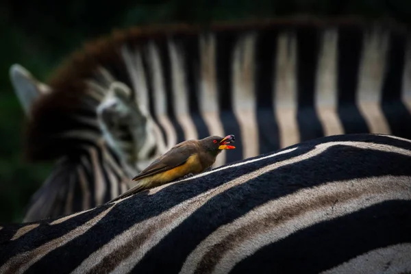 Schwarz Weiße Streifen Eines Zebras Als Sitzstange Für Gelbschnabel Ochsenvogel — Stockfoto