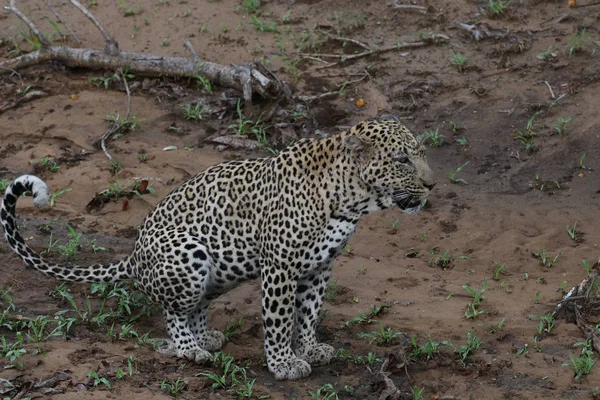 Leopardo Caminando Terreno Arenoso Parque Nacional Kruger Sudáfrica — Foto de Stock