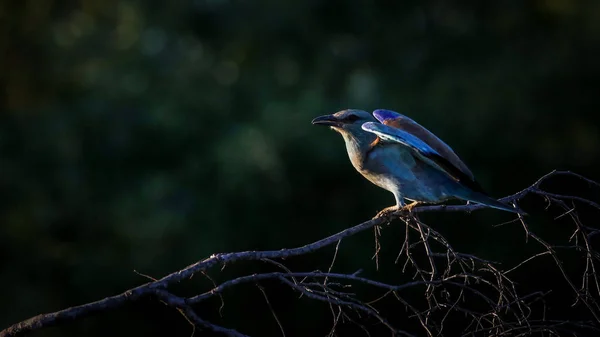 Blue European Роликові Птахи Національний Парк Крюгер Південна Африка — стокове фото