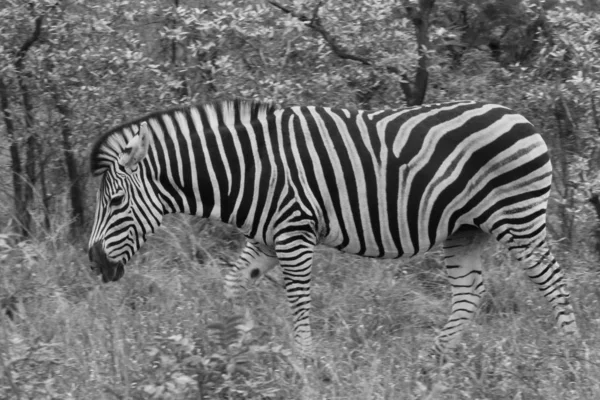 Black and white photo of Zebra with black and white stripes eating grass, Kruger National Park, South Africa