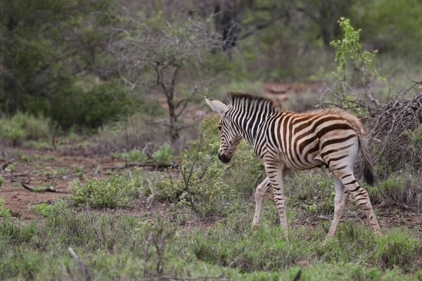 Zebrafohlen Mit Schwarz Weißen Streifen Kruger Nationalpark Südafrika — Stockfoto