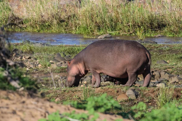 Hippopotame Dans Parc National Kruger Afrique Sud — Photo