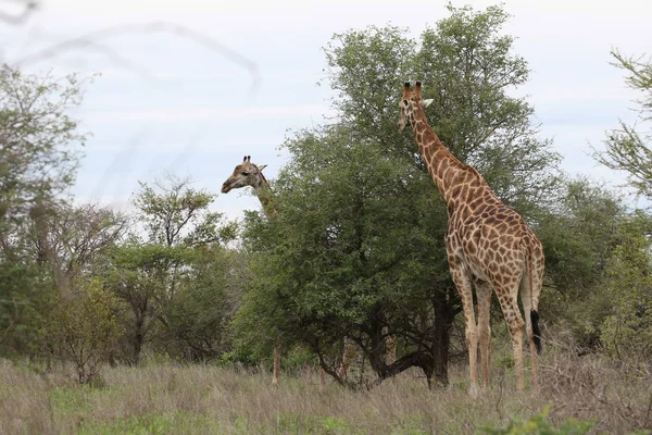 Żyrafy Jedzenie Liści Drzewa Cierń Kruger National Park Afryka Południowa — Zdjęcie stockowe