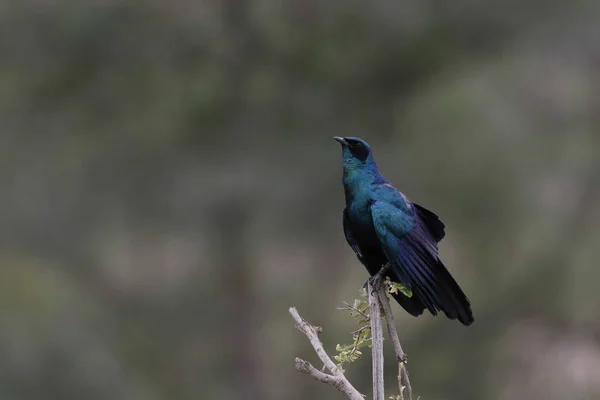 Burchell Starling Bird Perched Tree Branch Soft Green Background South — Stock Photo, Image