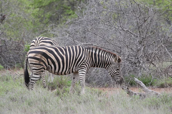 Zebre Con Strisce Bianche Nere Che Mangiano Erba Kruger National — Foto Stock
