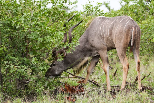 Kudu 공화국에서에서 나무를 — 스톡 사진
