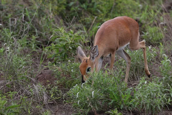 Küçük Steenbok Antilop Gıda Kruger Milli Parkı Nda Arıyorum — Stok fotoğraf