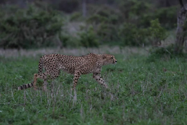 Cheetah Gato Movimiento Para Encontrar Comida Parque Nacional Kruger Sudáfrica — Foto de Stock