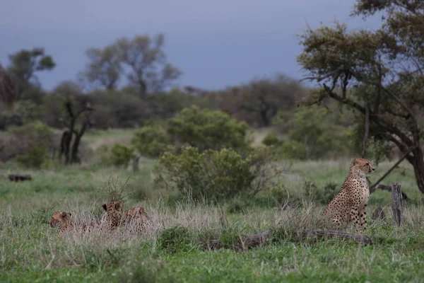 Rodinná Skupina Gepardi Přípravu Lov Otevřené Louky Krugerův Národní Park — Stock fotografie