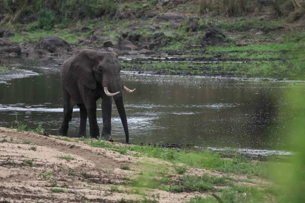 Elefante Africano Caminando Río Parque Nacional Kruger — Foto de Stock