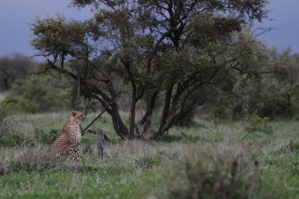 Guepardo Solitario Descansando Hierba Que Mantiene Ojo Hacia Fuera Para — Foto de Stock