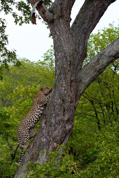 Leopard Klättring Stora Träd Med Starka Ben Kruger National Park — Stockfoto