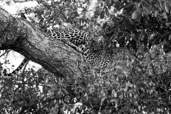 Leopardo Subindo Árvore Grande Com Pernas Fortes Kruger National Park — Fotografia de Stock