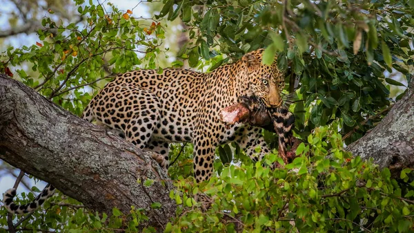 Leopard Äta Zebra Ben Träd Kruger National Park Sydafrika — Stockfoto