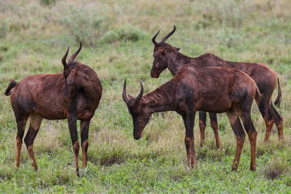 Kleine Herde Rotwildantilopen Auf Einer Grasbewachsenen Ebene Beim Fressen Kruger — Stockfoto