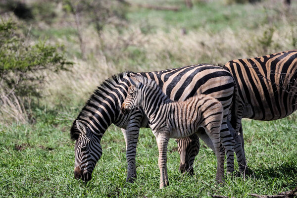 Zebras and foal with black and white stripes eating grass, Kruger National Park, South Africa