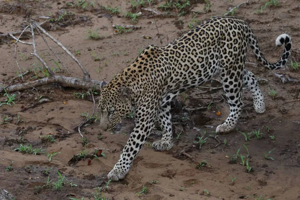 Leopard walking on sandy ground, Kruger National Park, South Africa