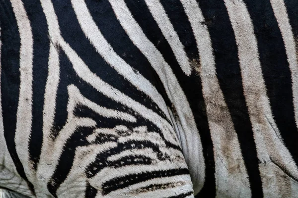 Cebra Con Rayas Blancas Negras Patrón Parque Nacional Kruger Sudáfrica —  Fotos de Stock