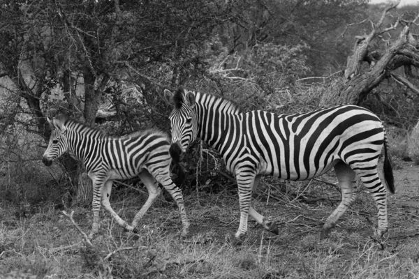 Černé Bílé Fotografie Zebra Hříbě Černými Bílými Pruhy Krugerův Národní — Stock fotografie