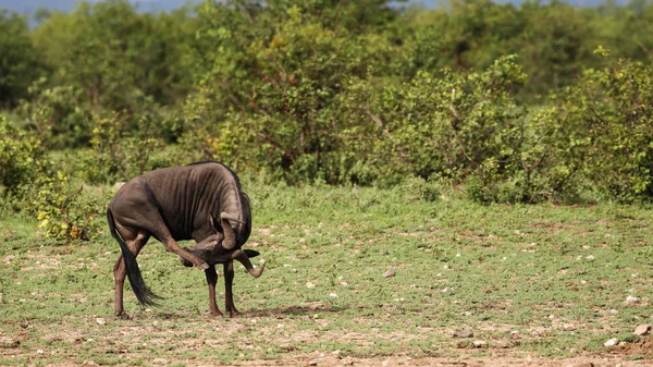 Gnu Антилопи Проходячи Через Буш Шукає Траву Поїсти Національний Парк — стокове фото