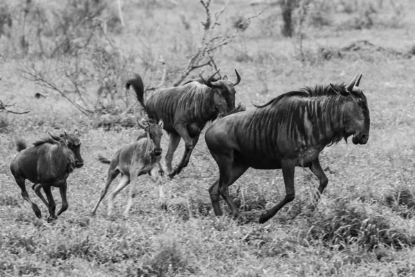 Mandria Familiare Antilopi Gnu Movimento Attraverso Praterie Kruger National Park — Foto Stock