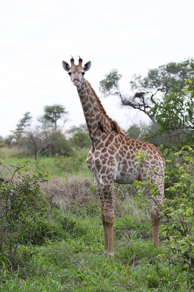 Jeune Girafe Debout Dans Brousse Ouverte Sur Safari Parc National — Photo
