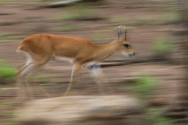 Imagem Borrão Movimento Pequeno Antílope Steenbok Procura Comida Parque Nacional — Fotografia de Stock
