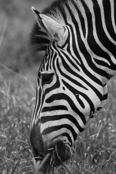 Черно Белая Фотография Зебры Черно Белыми Полосами Поедающей Траву Национальный — стоковое фото