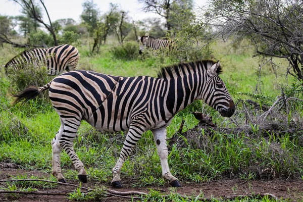 Zebras Mit Schwarz Weißen Streifen Und Einer Großen Verletzungsklaffung Über — Stockfoto