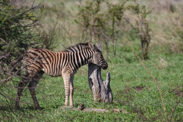 Dítě Zebra Zelené Krugerův Národní Park Jihoafrická Republika — Stock fotografie