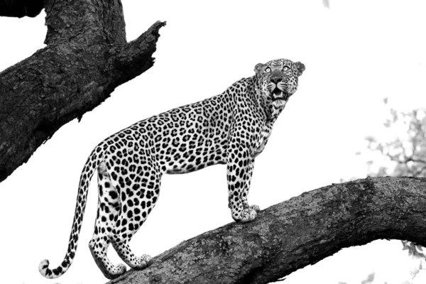 Leopard Kiipeää Suureen Puuhun Vahvoilla Jaloilla Krugerin Kansallispuisto Etelä Afrikka — kuvapankkivalokuva