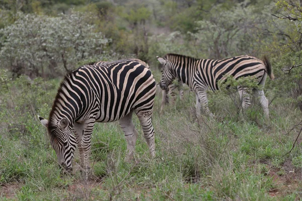 Zebras Mit Schwarz Weißen Streifen Fressen Gras Kruger Nationalpark Südafrika — Stockfoto