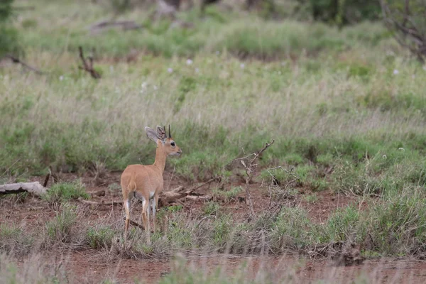 Pequeno Antílope Steenbok Procura Comida Parque Nacional Kruger — Fotografia de Stock