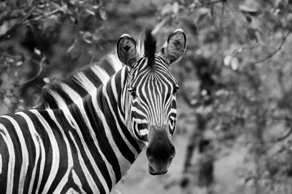 Czarno Białe Zdjęcie Zebra Czarno Białe Paski Kruger National Park — Zdjęcie stockowe