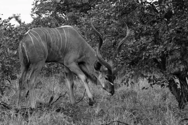 Foto Preto Branco Antílope Kudu Comendo Árvores Área Arbustiva Parque — Fotografia de Stock