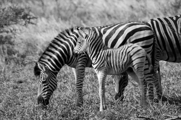 Black White Photo Zebras Foal Black White Stripes Eating Grass — Stock Photo, Image