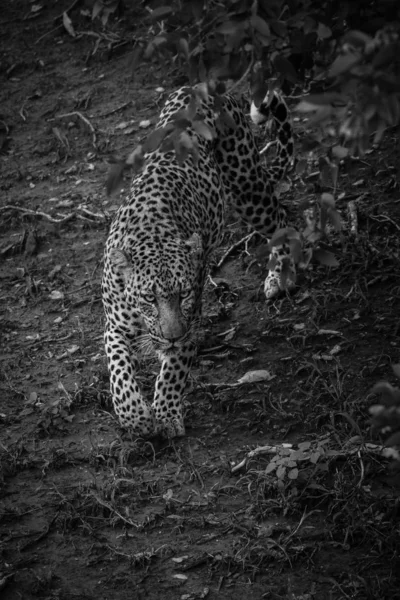 Czarno Białe Zdjęcie Leopard Chodzenie Piaszczystej Ziemi Kruger National Park — Zdjęcie stockowe