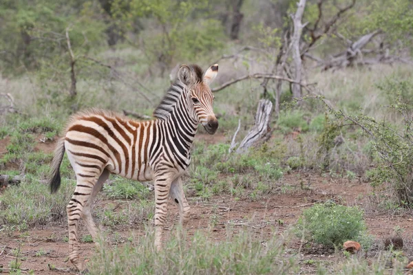 Zebra Baby Met Zwarte Witte Strepen Kruger National Park Zuid — Stockfoto