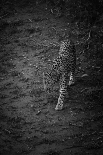 Черно Белое Фото Леопарда Идущего Песчаной Земле Национальный Парк Крюгер — стоковое фото