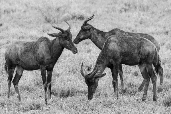 在南非克鲁格国家公园 在草丛中吃的红羚羊群 — 图库照片