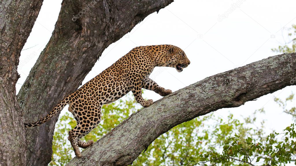 Leopard climbing on big tree with strong legs, Kruger National Park, South Africa
