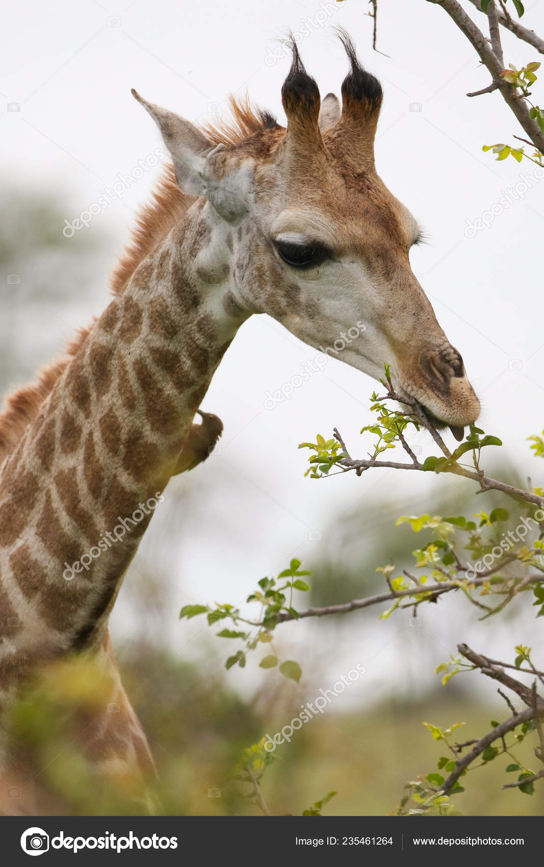 South African Giraffe Eating