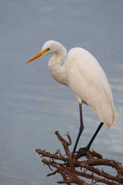 Büyük ak balıkçıl avı balık Barajı Su için eski diken bush yüzünden