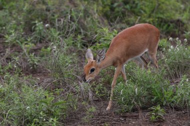 Çimenli alanda büyük kulakları ile küçük duiker antilop, Kruger Milli Parkı