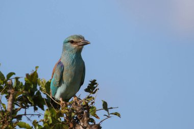 Avrupa silindir mavi kuş çalı, Kruger Milli Parkı üstünde oturan