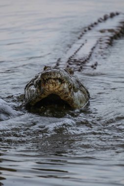 Nil timsahı avcılık balık Nehri su, Kruger National Park, Güney Afrika 