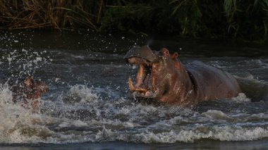 Nehir suyu, Kruger National Park kavga arayan iki büyük toprak su aygırı