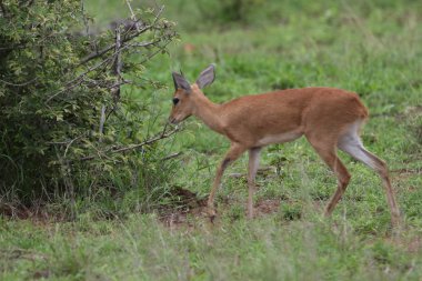 Çimenli alanda büyük kulakları ile küçük duiker antilop, Kruger Milli Parkı